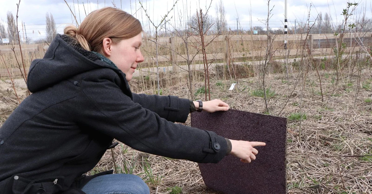 Onderzoek in het Tiny Forest in Schoemaker Plantage