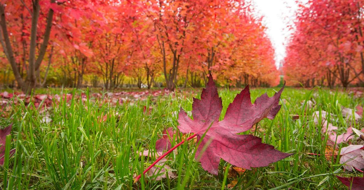 Schoemaker Plantage kleurt in de herfst oranje